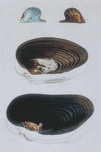 Image of Shells (Plate XVI)