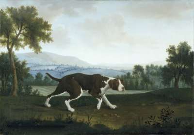 Image of The Spanish Pointer