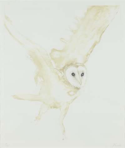 Image of Young Barn Owl