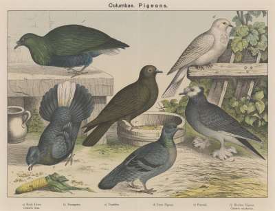 Image of Columbae. Pigeons.
