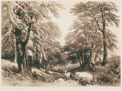 Image of Beech Trees in Arundel Park