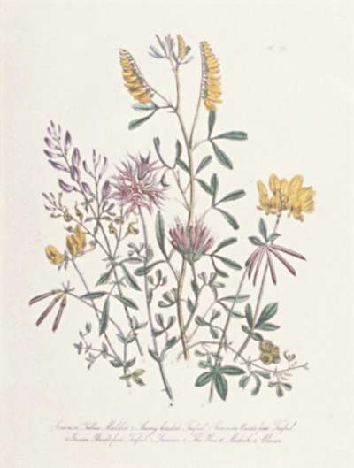 Image of Common Yellow Melilot; Starry headed Trefoil; Commond Bird’s foot Trefoil; Greater Bird’s foot Trefoil; 5 Lucerne; The Heart Medick, or Claver.