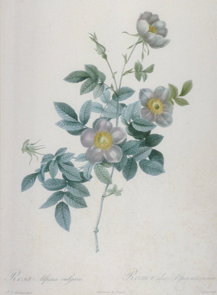 Image of Rosa Alpina vulgaris / Rosier des Alpes Commun