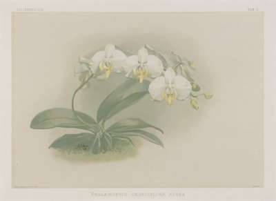 Image of Phalaenopsis grandiflora aurea