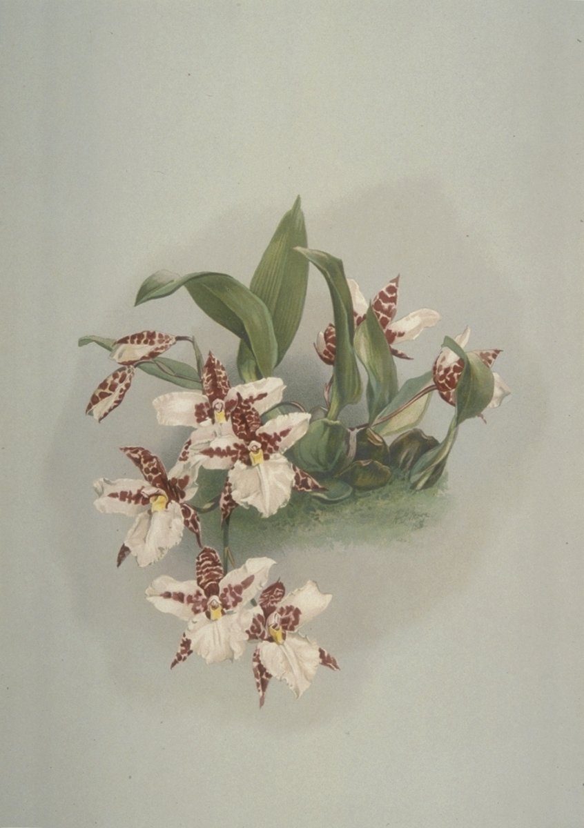 Image of Odontoglossum rossii