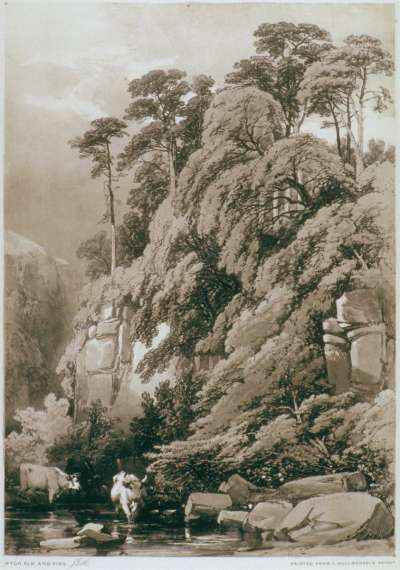 Image of Wych Elm and Firs