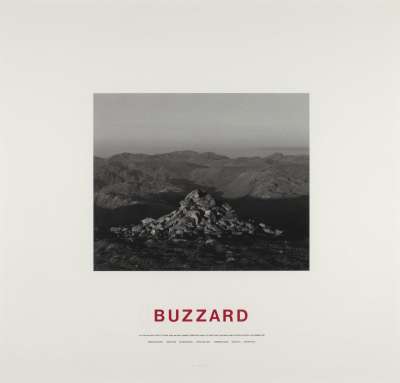 Image of BUZZARD