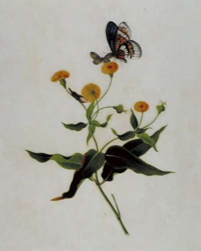 Image of Large and Small Butterfly and Lantern Bug