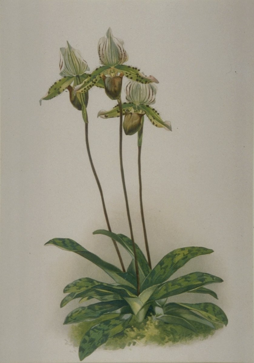Image of Cypripedium io