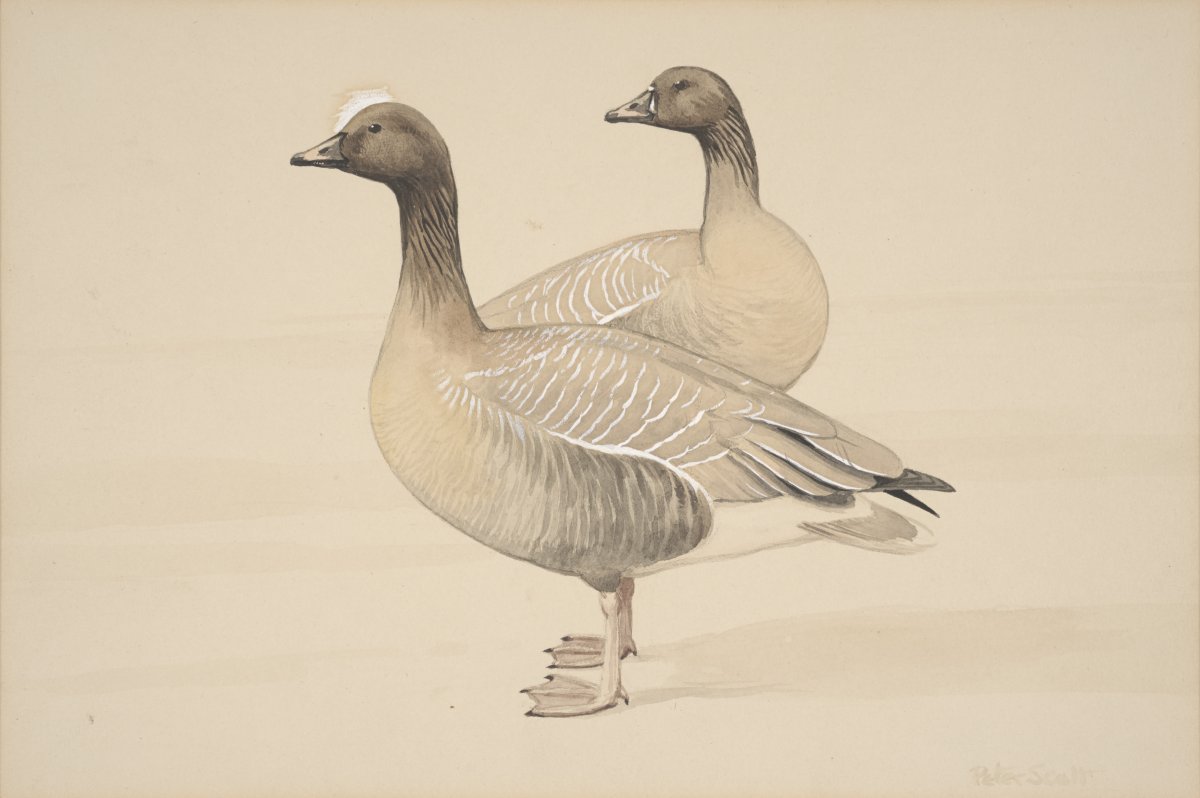 Image of Pink-Footed Geese