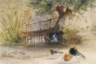 Image of River Birds by a River with Wooden Bridge