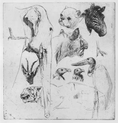 Image of Studies at the Zoo