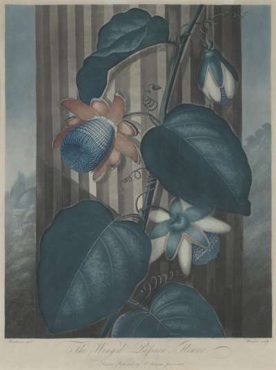Image of The Winged Passion Flower