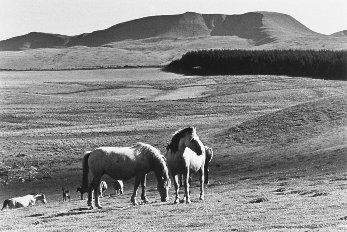 Image of Welsh Mountain Ponies on the Black Mountain
