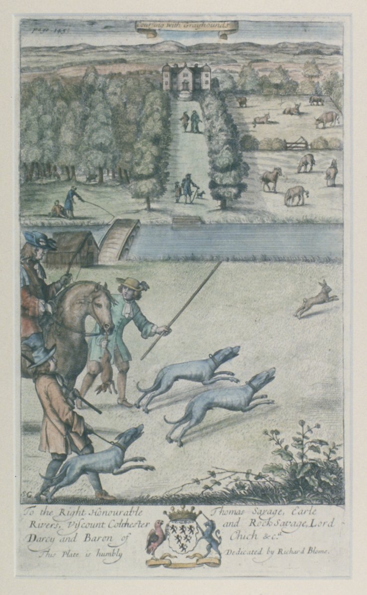 Image of Coursing with Grayhounds