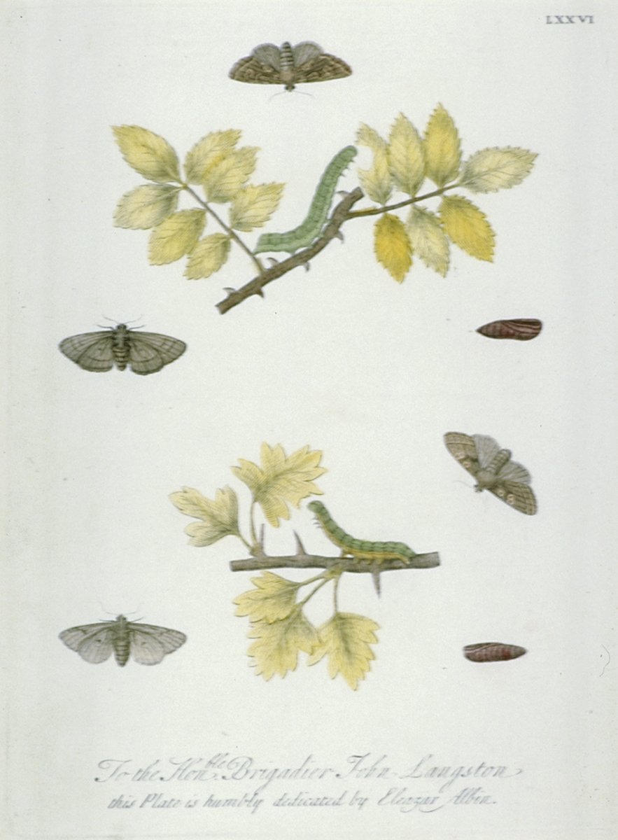 Image of 4 Moths, 2 Caterpillars & 2 Pupae on Oak Leaves