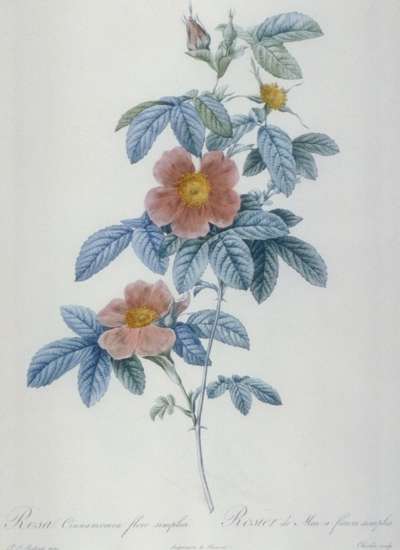 Image of Rosa Cinnamomea Flore Simplici / Rosier de Mai à Fleurs Simples
