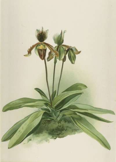 Image of Cypripedium oenanthum superbum