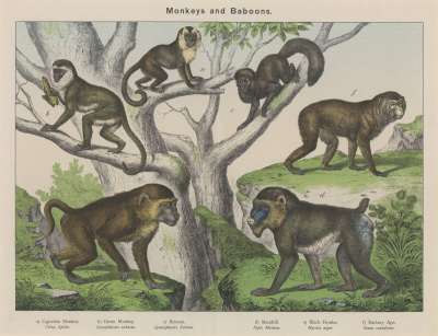 Image of Monkeys and Baboons.