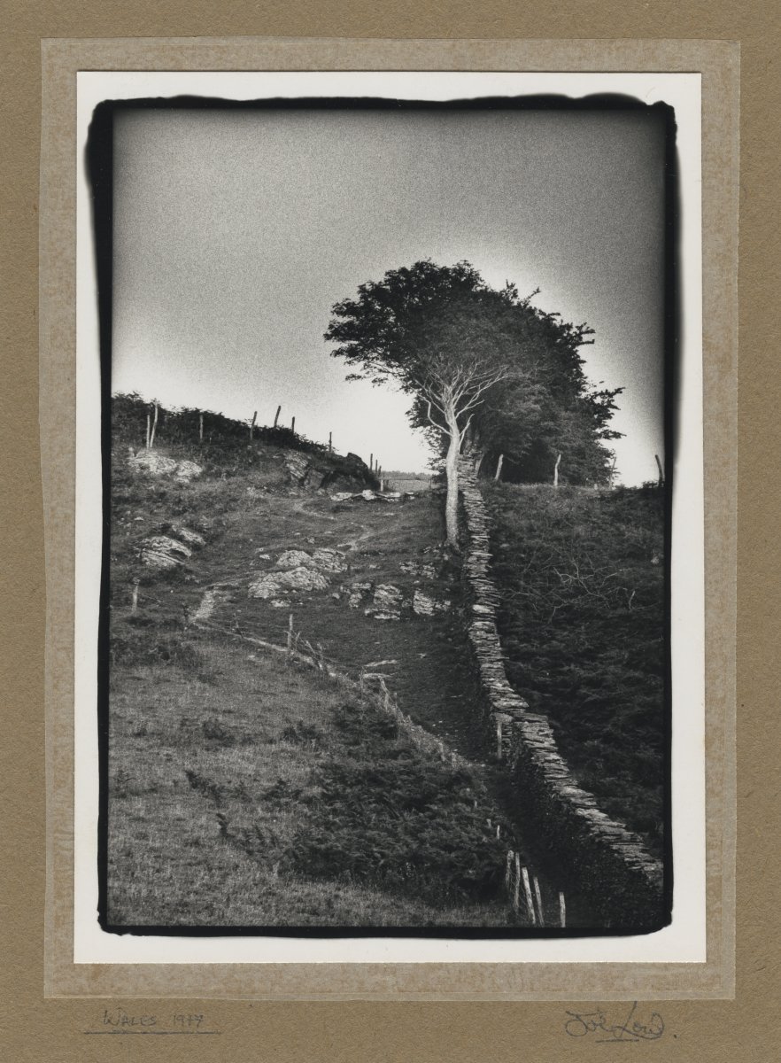 Image of Wales (Dry Stone Wall and Trees)