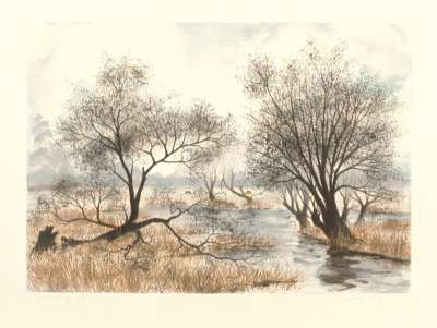 Image of Willows