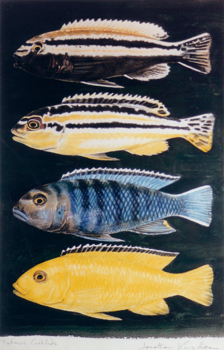 Image of Malawi Cichlids
