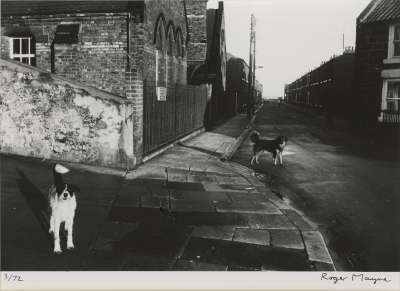Image of Dogs, Skinningrove, N. Yorks