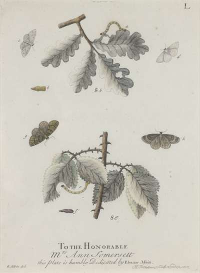 Image of 4 Moths, 2 Caterpillars, 2 Pupae on Fruit Bush Leaves