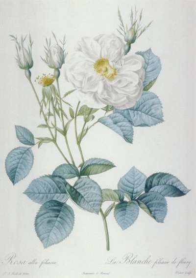 Image of Rosa Alba Foliacea / La Blanche Foliacée de Fleury