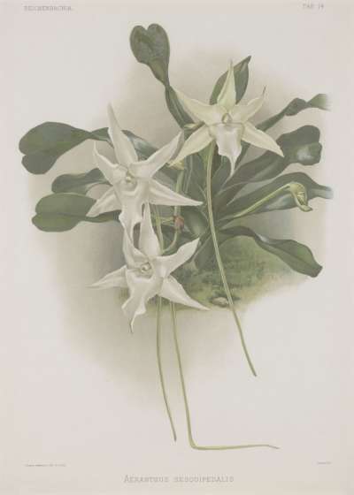 Image of Aëranthus sesquipedalis