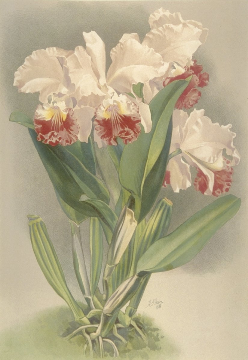 Image of Cattleya mendelia Duke of Marlborough