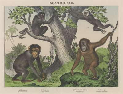 Image of Anthropid Apes.
