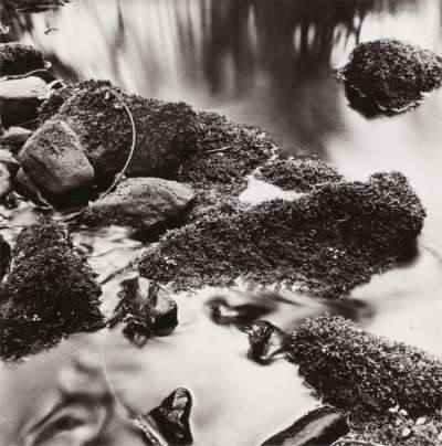 Image of Untitled (Moss & Water)