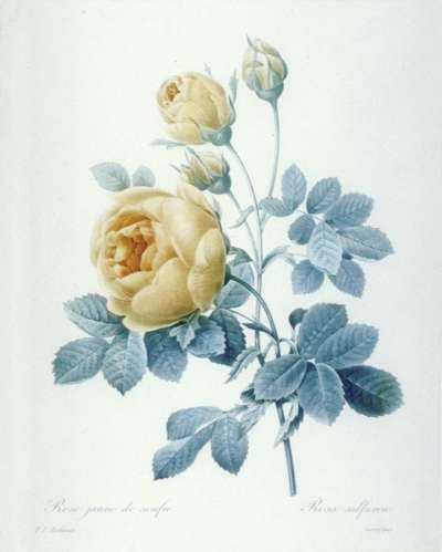 Image of Rose Jaune de Soufre / Rosa Sulfurea