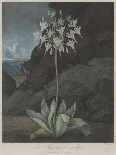 Image of The American Cowslip