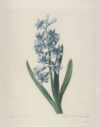 Image of Jacinthe d’Orient / Hyacinthus Orientalis