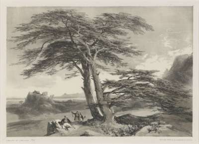 Image of Cedars of Lebanon