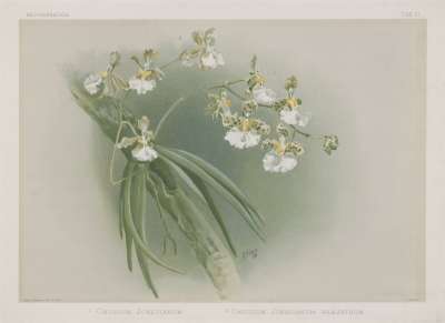 Image of Oncidium jonesianum & Oncidium jonesianum phaentum