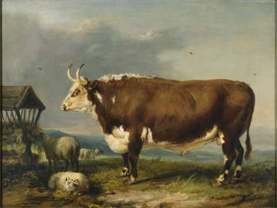 Image of Hereford Bull with Sheep by a Haystack