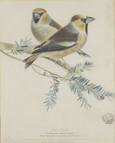 Image of Hawfinch