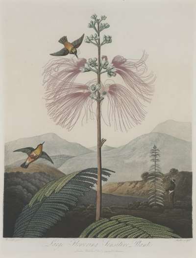 Image of Large Flowering Sensitive Plant
