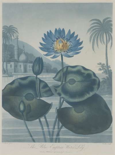 Image of The Blue Egyptian Waterlily