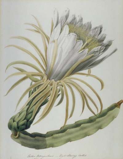 Image of Cactus Octangularis Cereus