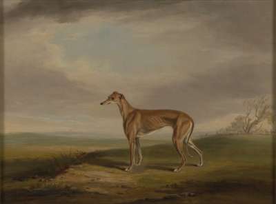Image of Greyhound