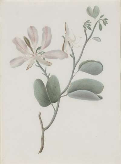 Image of Bauhina Purpurea Hutchiniaana