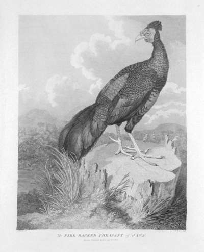 Image of The Fire-backed Pheasant of Java