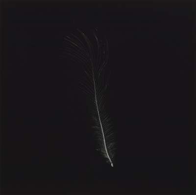 Image of Feather that went to the South Pole