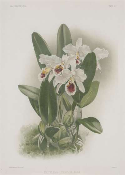 Image of Cattleya percivaliana