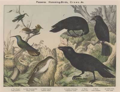Image of Passeres. Humming-Birds, Crows &c.