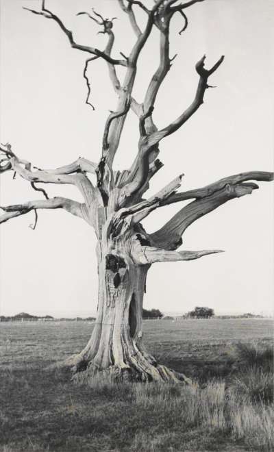 Image of Dead Tree, Romney Marsh